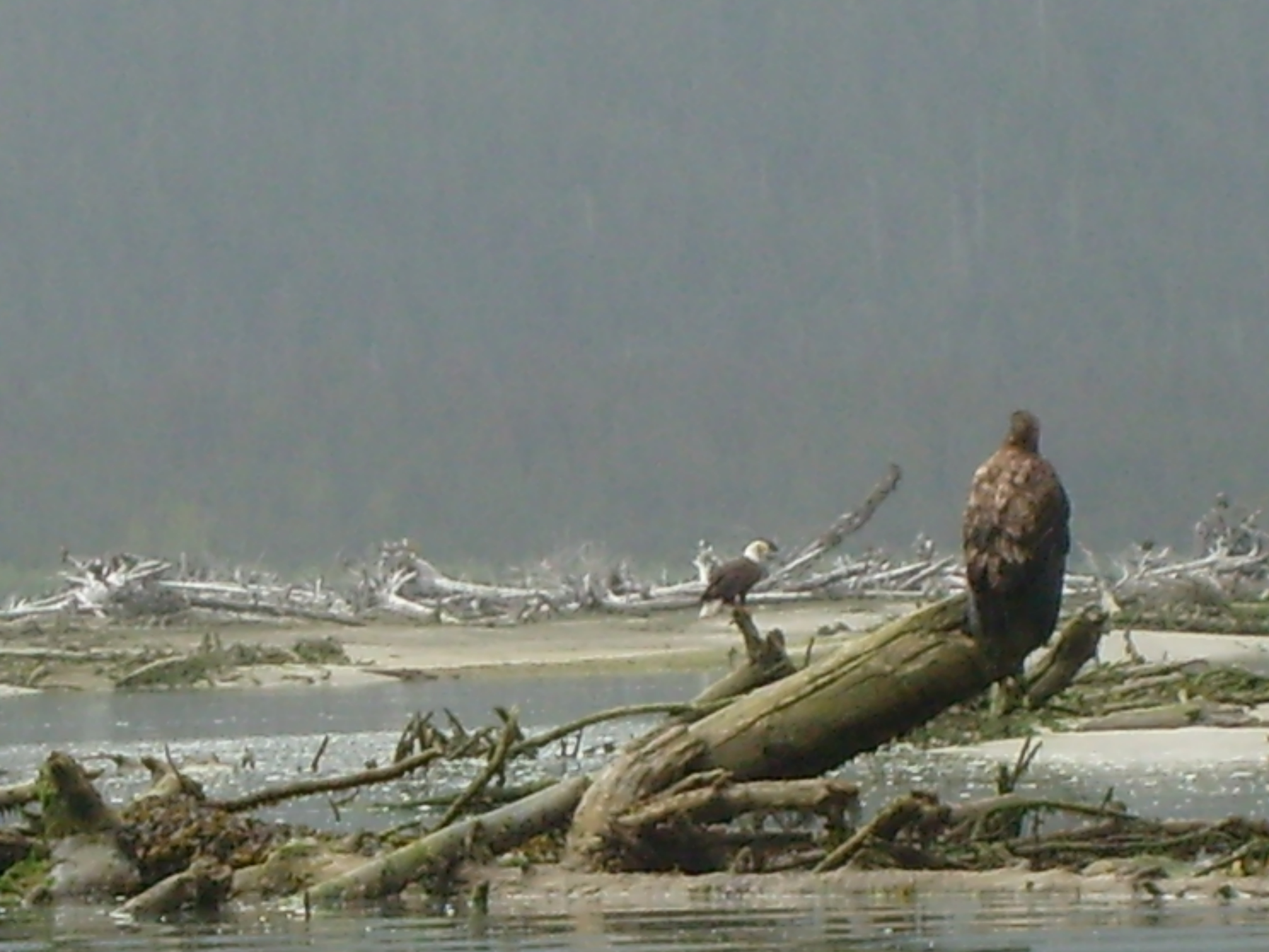 Eagles in Dundas Bay