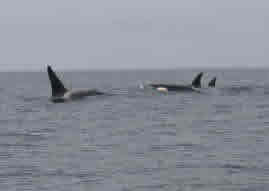 A pod of Killer Whales.