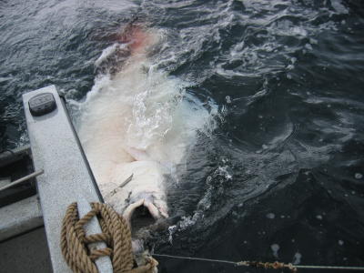 Jeff's big halibut beside the boat.