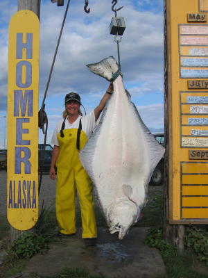 155 pound halibut hanging.