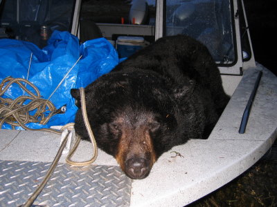 Shanna's Black Bear riding in the front of our boat.