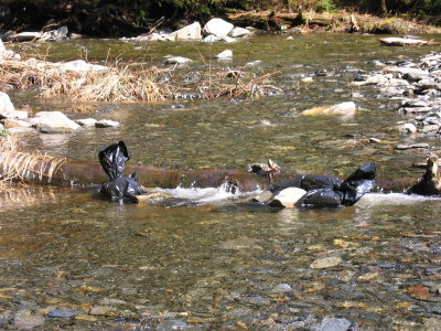 Bear meat submerged in a creek for cooling