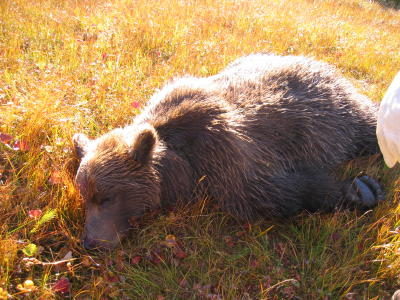 The Brown Bear's legs folded beneath it.