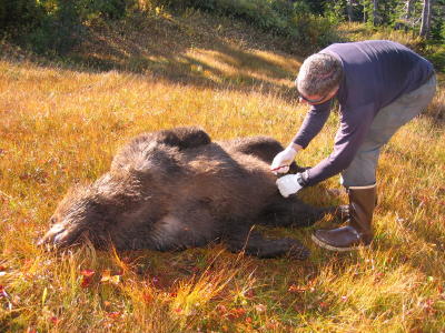 Skinning the brown bear to turn into the state.