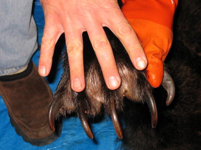 The Brown Bear's claws.